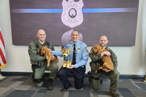 Prince William County’s newest K-9 officers could help find missing people faster