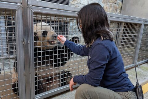 Panda-monium … closer than you’ve ever been before: Tag along with National Zoo panda keepers!