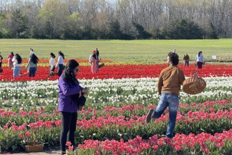 ‘Like Holland in Virginia’: Walk among the tulips at this farm