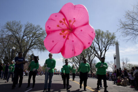 Cherry Blossom Parade, other DC events bring weekend road closures, parking restrictions