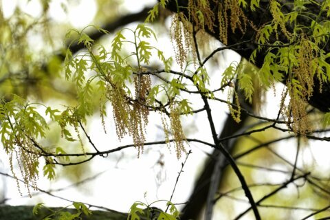 Spring allergies are back. Here’s how to check pollen levels and keep from sneezing