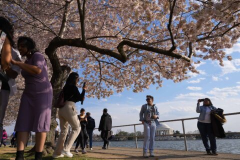 Can you identify the first pair of cherry trees ever planted in DC?