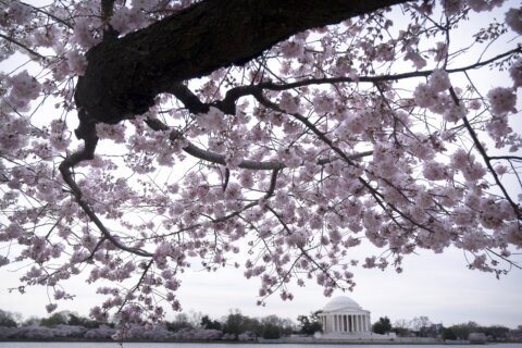 Saturday to mark the warmest day of the year as cherry blossoms take center stage