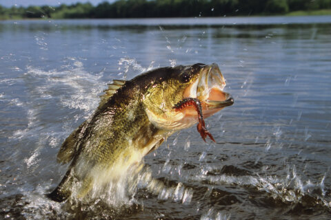 Maryland town caught a big one: Bass Pro Tour is coming in 2025