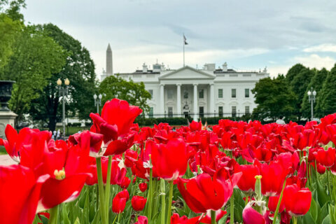 No slowdown in pace of President Trump’s first 100 days