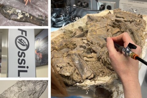 It’s one of DC’s coolest jobs: Uncovering fossils at the Smithsonian Natural History Museum
