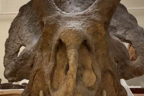 Exploring the Smithsonian Natural History Museum’s rare dinosaur fossil archives