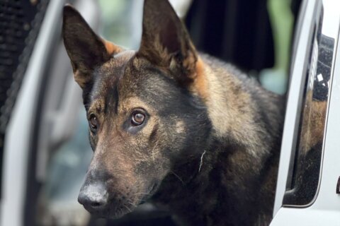 ‘He’s always with me’: K-9 officer on fundraiser for working dogs