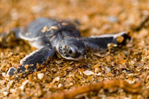 Endangered sea turtle populations show signs of recovery in more than half the world, survey finds