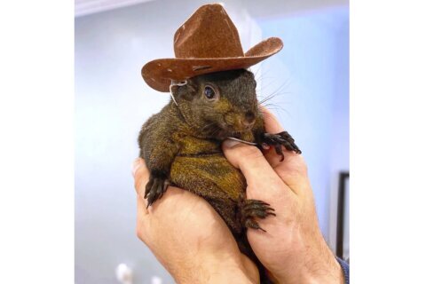Inside the investigation, seizure and death of Peanut the social media star squirrel