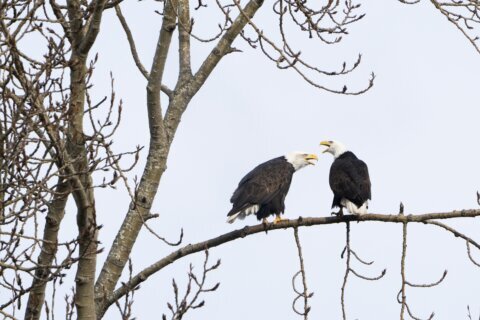 Proposed rule change on endangered species triggers alarm for environmentalists