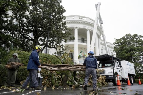 Trump helps plant replacement for a historic White House tree that was removed over safety concerns